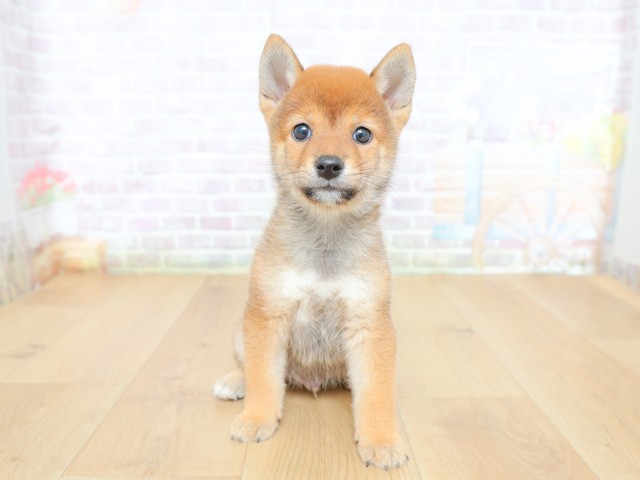 柴犬