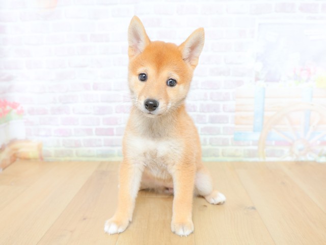 柴犬