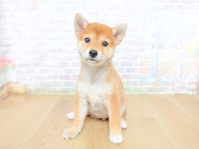柴犬