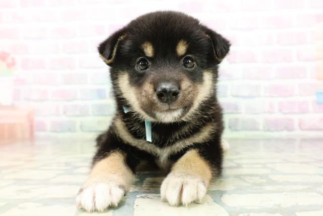柴犬