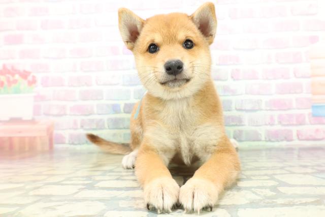 柴犬
