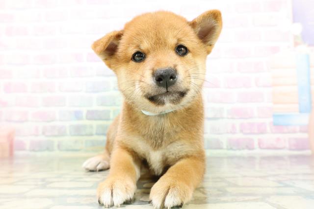 柴犬