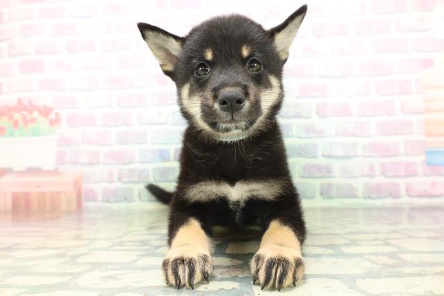 柴犬