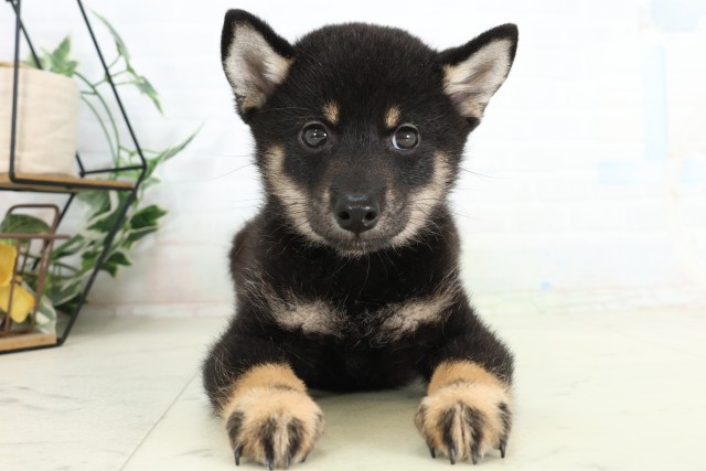 柴犬
