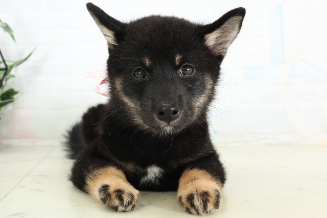 柴犬