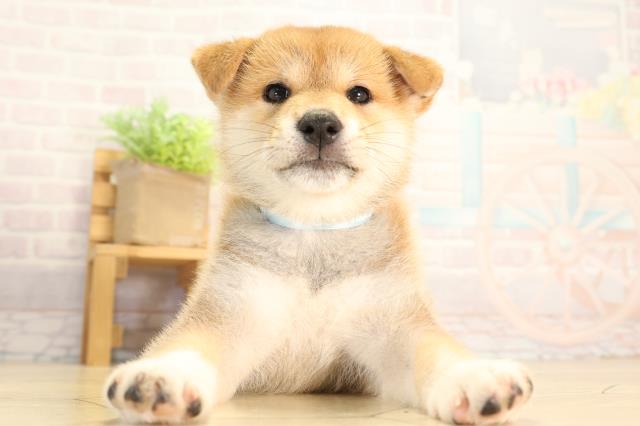 柴犬
