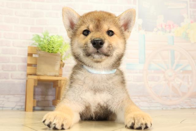 柴犬