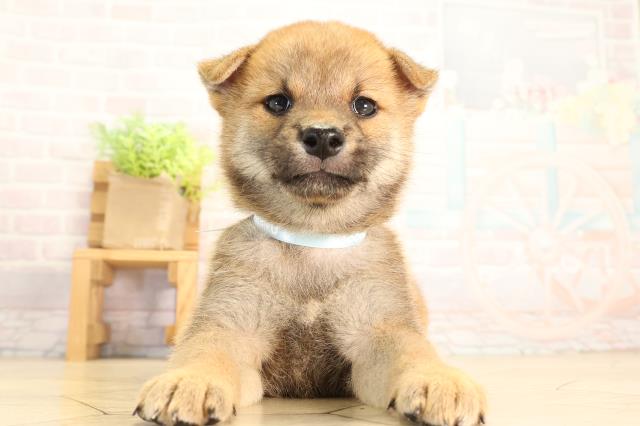 柴犬