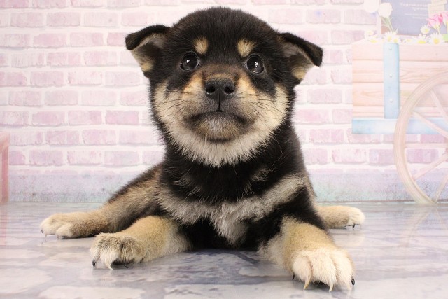 柴犬