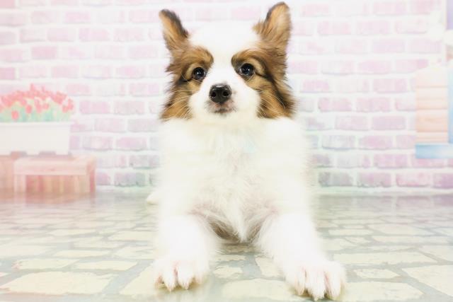 パピヨン