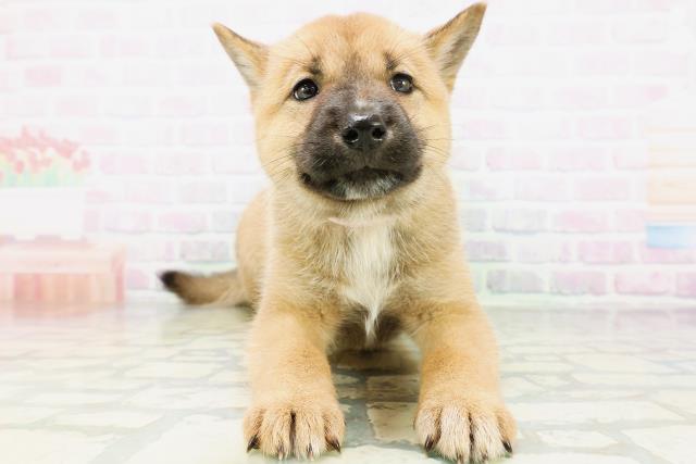 北海道犬