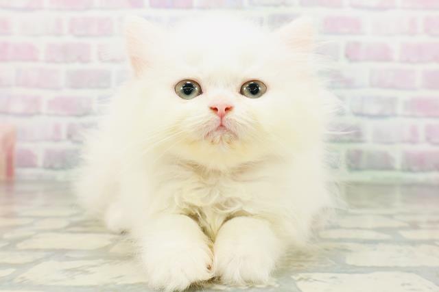 エキゾチック