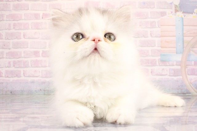 エキゾチック