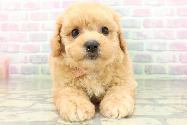 MIX(ハーフ)