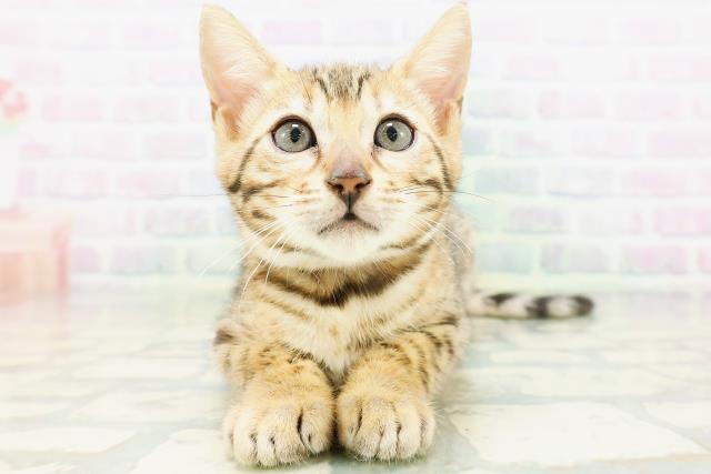 ベンガル