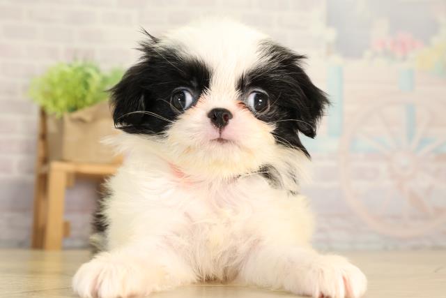 狆