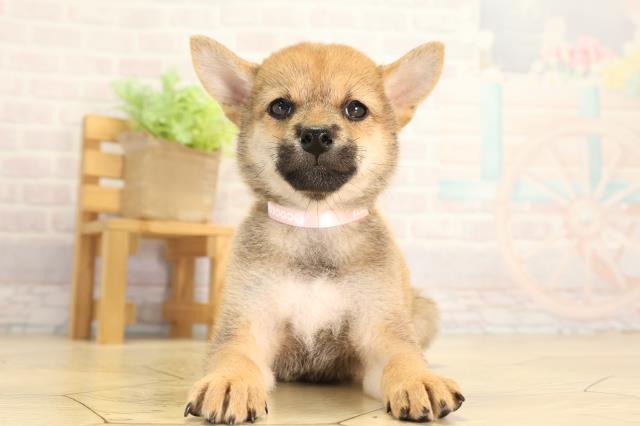 豆柴