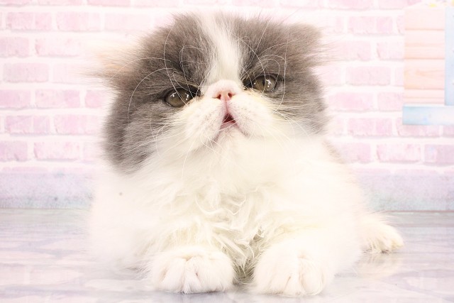 エキゾチック