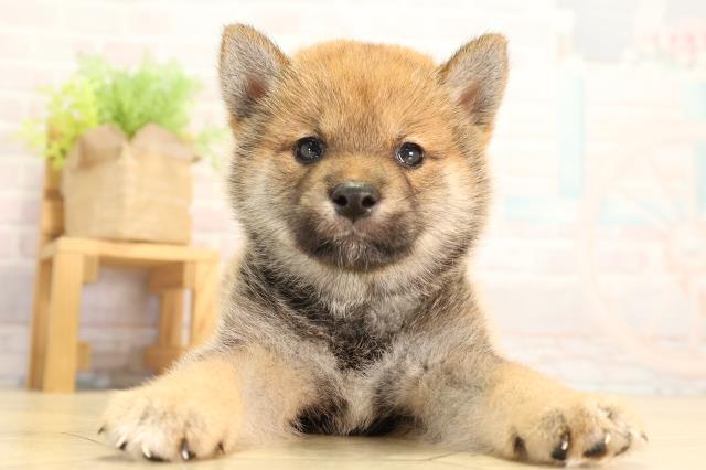 柴犬