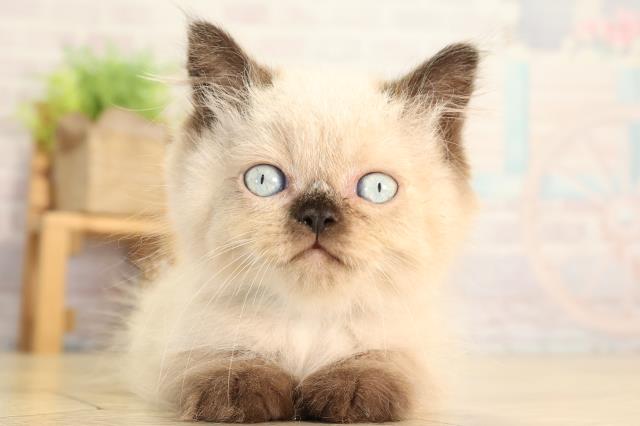 ヒマラヤン