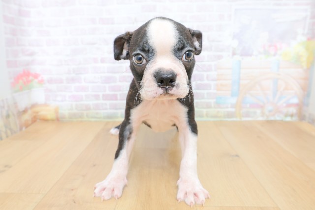 ボストンテリア