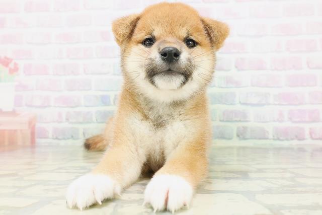 柴犬