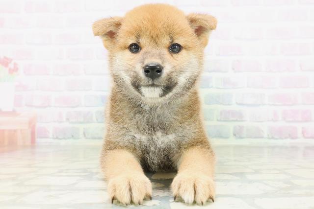 柴犬