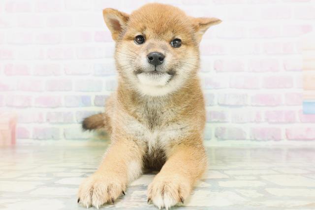 柴犬