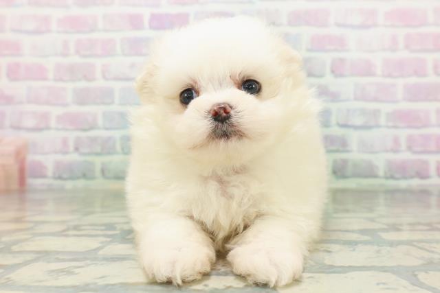MIX(ハーフ)