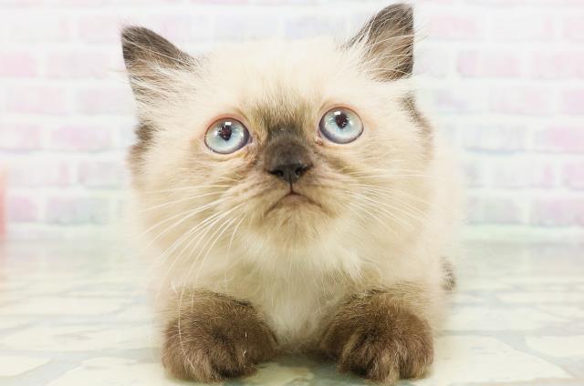 ヒマラヤン