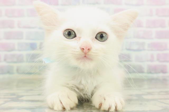 マンチカン(長足)
