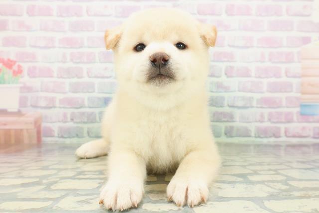 柴犬