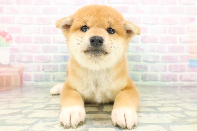 柴犬