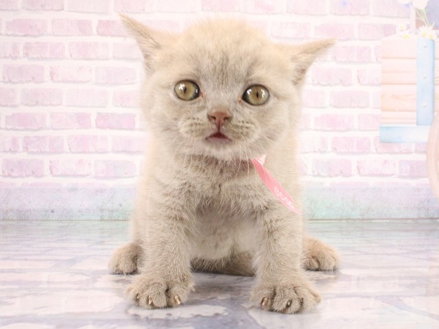 ブリティッシュショートヘアー