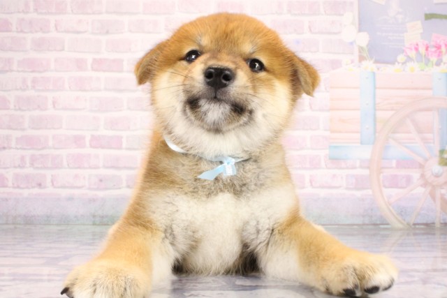 柴犬