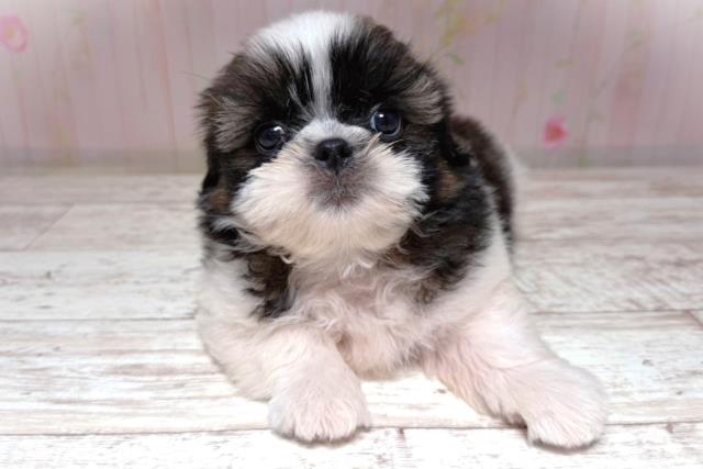 シーズー