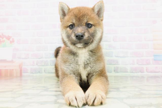 柴犬