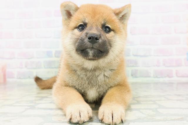 柴犬