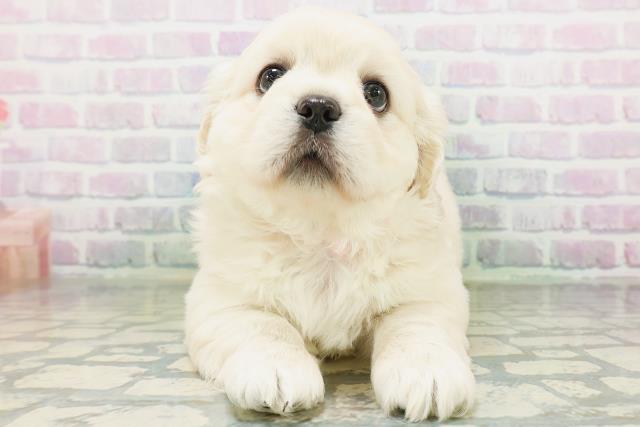 MIX(ハーフ)
