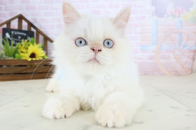 ヒマラヤン