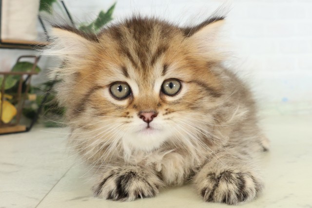 サイベリアン