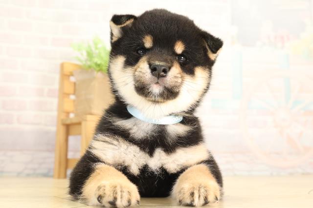 豆柴