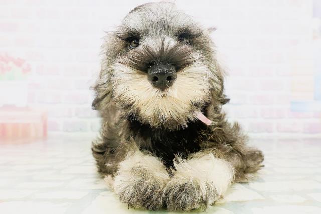 ミニチュア・シュナウザー