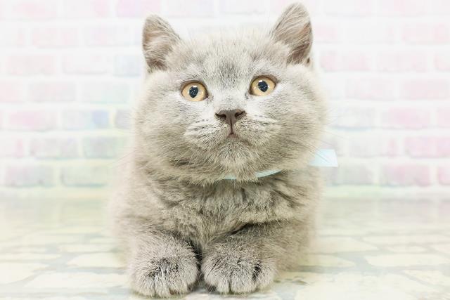 ブリティッシュショートヘアー
