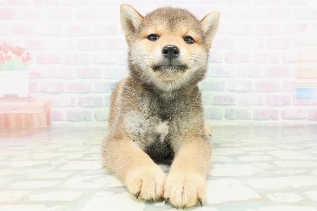 柴犬