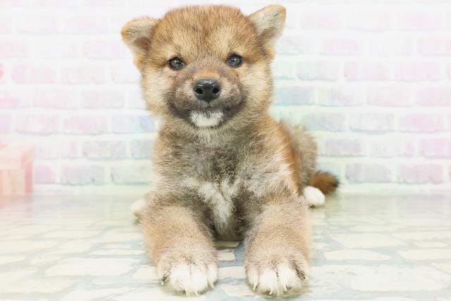 柴犬