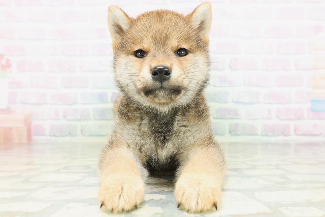 柴犬