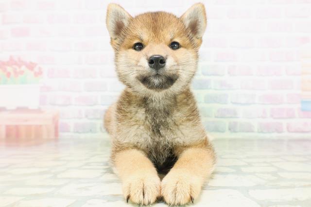柴犬