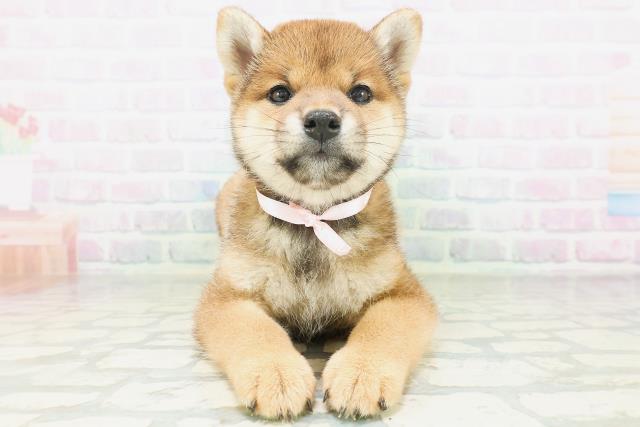 柴犬