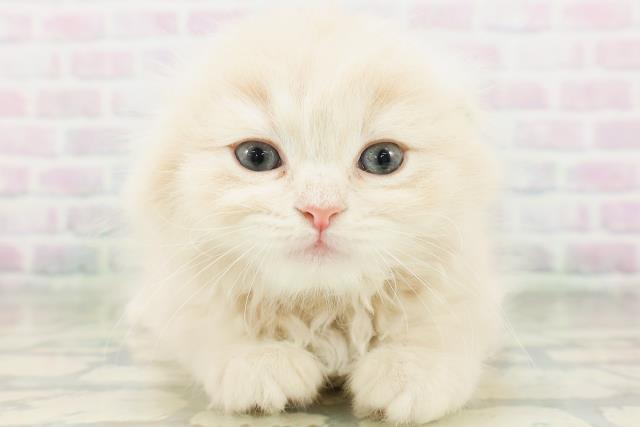 スコティッシュフォールド